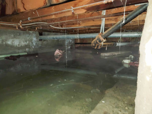 Best 24/7 water damage repair  in University Heights, IA
